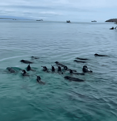 B78D861B-949A-49EA-A408-E5D937A76468.gif