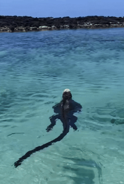 804EAE01-499C-4076-90AF-75654AAC314C.gif