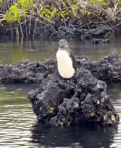632F8B1B-333F-46F6-BFAA-CEB735088176.gif