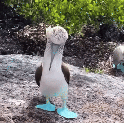 A7EDB9C9-702A-428F-A39C-FD4674EF29E5.gif