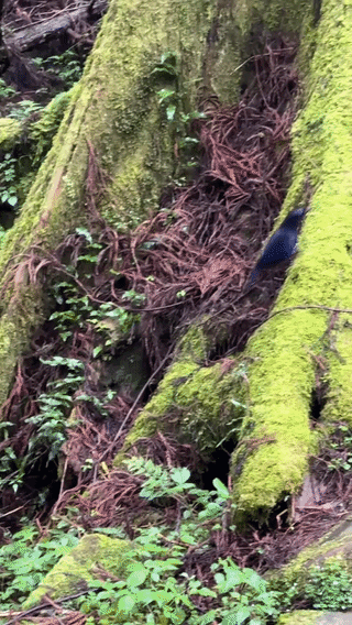 ezgif-22e277f69e1d3a81.gif