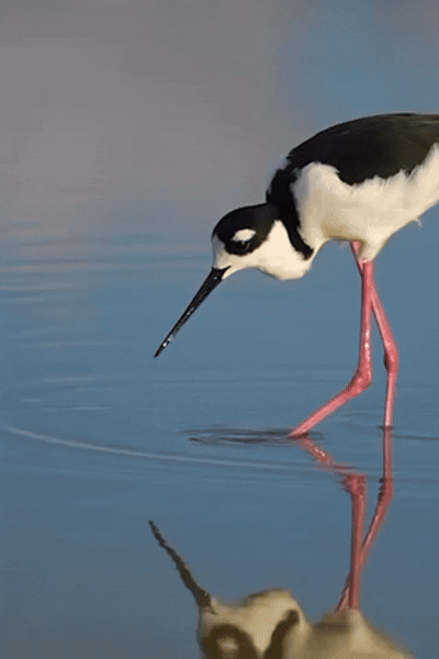 D144EB5E-EC75-4DA4-B755-4DCE0B50424C.gif