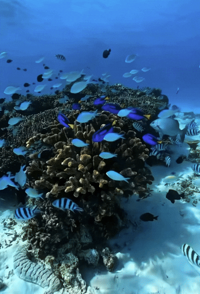 FF308699-AC8A-4FCC-8578-6CA3C5583B9B.gif