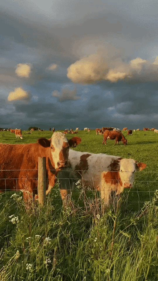 C25091B2-8564-4250-967F-159DA7851454.gif
