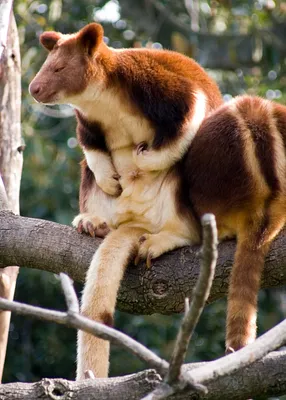Tree_kangaroo2.jpg