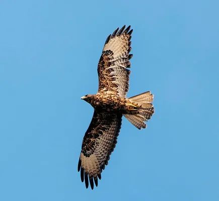 F79A6462-3A05-420A-918F-E21B4B42BAA4.jpeg